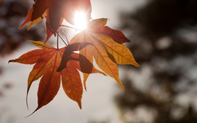 Слънчево време ни очаква днес
