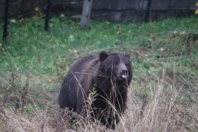 Bear Siblings Frol and Frosia Relocated to 'Belitsa' Bear Sanctuary in Bulgaria (see pics)