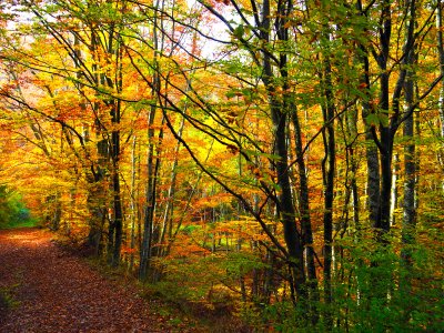 Мъглата си отива, идва златната есен