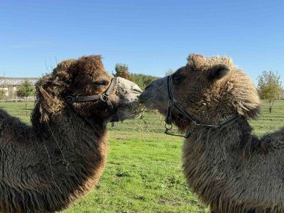 "Добре дошли" в Бургас на семейството на двугърбите Кали и Фреди и бебето им (СНИМКИ)