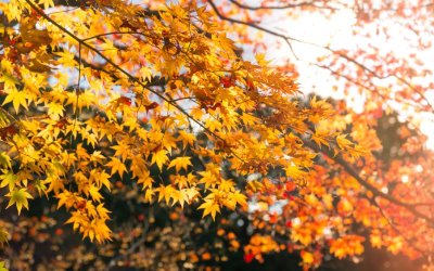 Все по-топло време в близките дни