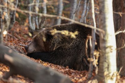 Мечките в Белица вече се подготвят за зимен сън (СНИМКИ)