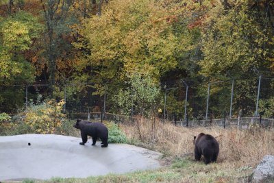 Seven-Year-Old Bears Frol and Frosia Settle into New Home in Belitsa Sanctuary in Bulgaria