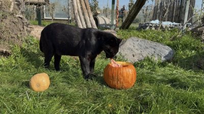 Черната пантера Багира получи тиква, пълна с лакомства