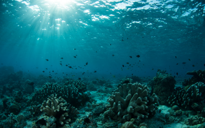 Подводен парк в Маями съчетава изкуството и кораловите рифове