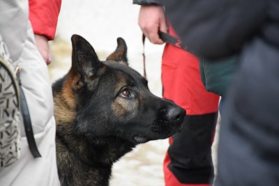 Доброволци, дронове и специални кучета участват в издирването на Стефани