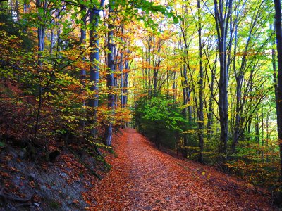 Публикуват за обществено обсъждане актуализиран план за управление на Природен парк „Витоша“