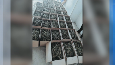 СДВР разби депо за съхранение на марихуана в столичния квартал "Орландовци"