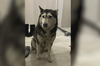 Лекарят-специализант, прегазил кучето Мая, се яви в районното - наложиха му гаранция от 5000 лева