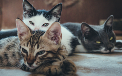 В Гърция глобиха мъж с 1,7 млн. евро заради жестокост към животни