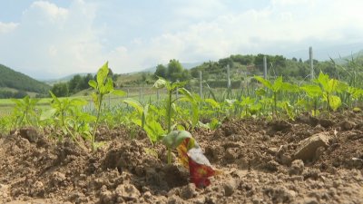 Tobacco Production at Risk? The Industry Insists That Ministry of Agriculture Maintain Subsidies For the Sector