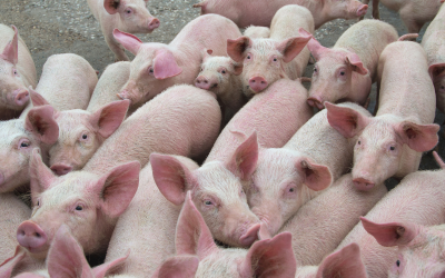 Огнище на африканска чума по свинете бе потвърдено във ферма в Румъния с близо 6000 животни