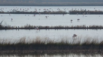 "Климатът – горещата истина": Миграцията на птиците и как розовото фламинго се засели трайно край Бургас
