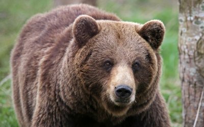 Мечка по улиците в Карлово