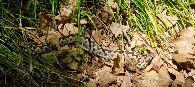 Prosecutors Investigate Man Suspected of Illegally Keeping 200 Venomous Protected Snakes