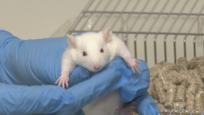 Любов и наука: Ежедневието на експерименталните животни във вивариума на СУ