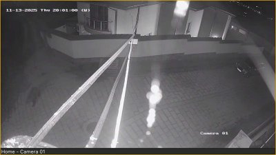 Неканен гост в Карлово: Мечка се появи в жилищен район