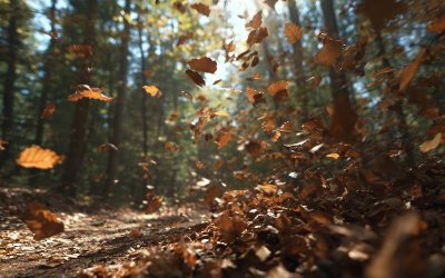 Опасно ветровито време и днес, и утре