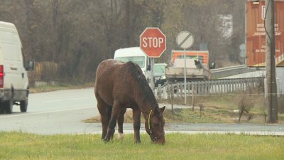 Free-Roaming Animals Continue to Pose Danger on Main Roads in Southwestern Bulgaria