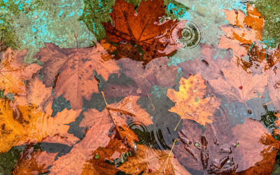 Дъждът властва до неделя, в четвъртък ще вали в почти цялата страна