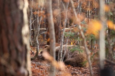 "Climate - the Hot Truth": Why Bear Sightings in Villages and Towns Are No Longer Unusual?