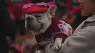 Кучешки парад за Коледа в Лондон (СНИМКИ)