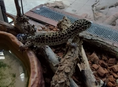 Terrarium in Mineralni Bani Received Exotic Animals Rescued from Smuggling