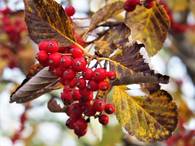 Облаци и мъгли днес, леко затопляне във вторник
