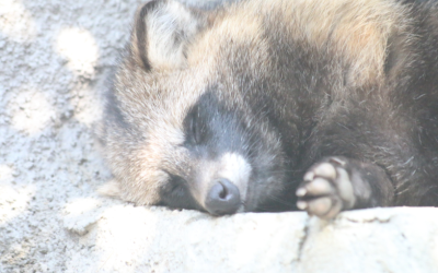 Енот се почерпи с уиски и припадна в тоалетна в САЩ