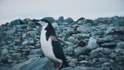 Признание за БНТ: Филмът "Едно ледено лято" е включен в международната програма "Планета"