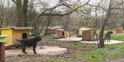 Деца четат приказки на кучета от приюта в Русе