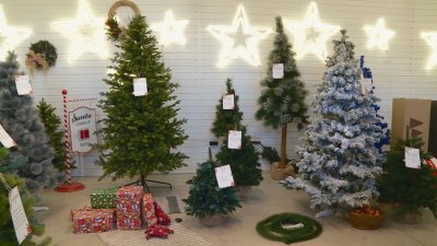 В навечерието на празниците проверяваме цените на коледните елхи Според