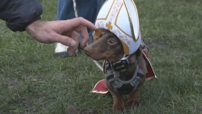 Стотици дакели на коледна разходка в лондонския "Хайд парк"