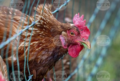 Хаос на германска магистрала: хиляди пилета се разбягаха след преобръщане на тир