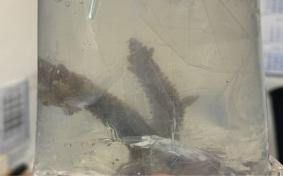 Пет екзотични живи корали укрити в товарното помещение на пътнически