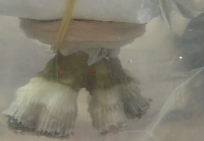 Как живи корали се оказаха в багажника на автобус на границата?