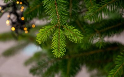 С наближаването на Коледа все по често възниква въпросът какво