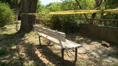 Iconic Poplars along Plovdiv&rsquo;s Maritsa River to Be Replaced after Fatal Incident