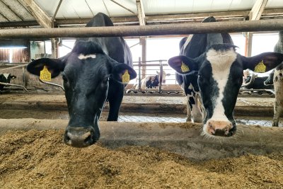 New Outbreak of Bluetongue Disease in Ruminants Confirmed Near Smolyan