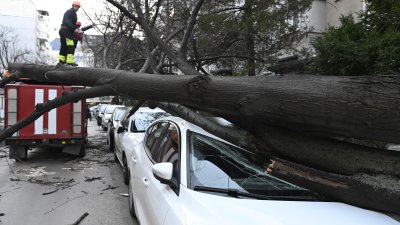 Голямо дърво е паднало върху лек автомобил на ул Света