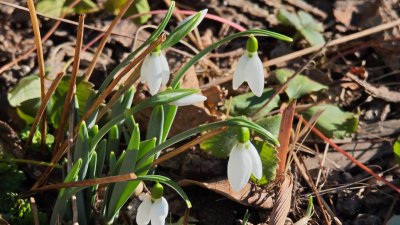 Природата поднесе неочаквана и красива изненада на жителите на Казанлък