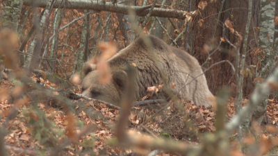Belitsa Bear Sanctuary: One of Brigitte Bardot&rsquo;s Enduring Causes