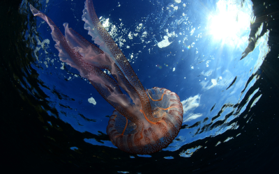 Биолуминесцентната светлина която озарява югоизточното крайбрежие на австралийския островен щат