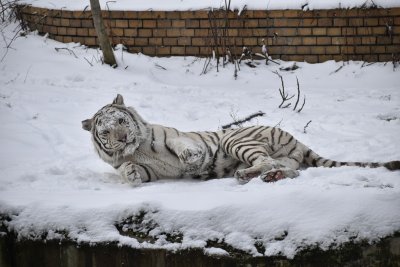 Snow Brings Joy to Bengal Tiger Kiafa at Sofia Zoo (PHOTOS)