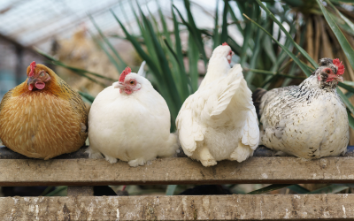Avian Influenza Outbreaks Reported in Two Bulgarian Poultry Farms