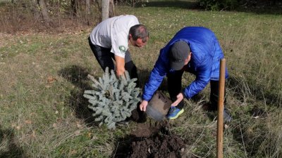 В Бургас дават нов живот на коледните дръвчета Инициативата е