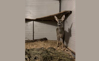 Екип на полицията в Бургас е забелязал бедстваща сърна нападната