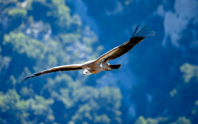 Another Case of Poisoned Vultures