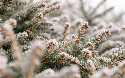 Идват ледени дни