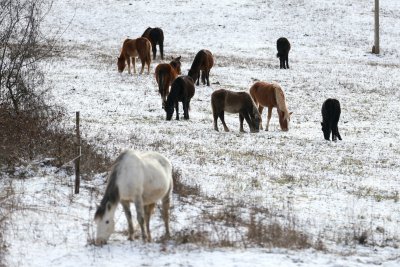 В мразовития зимен ден стадо коне пасе на воля в
